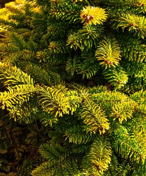 Představujeme – Borovice pokroucená (Pinus contorta)